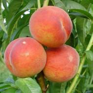 Саджанець Персик колоновидний Медовий